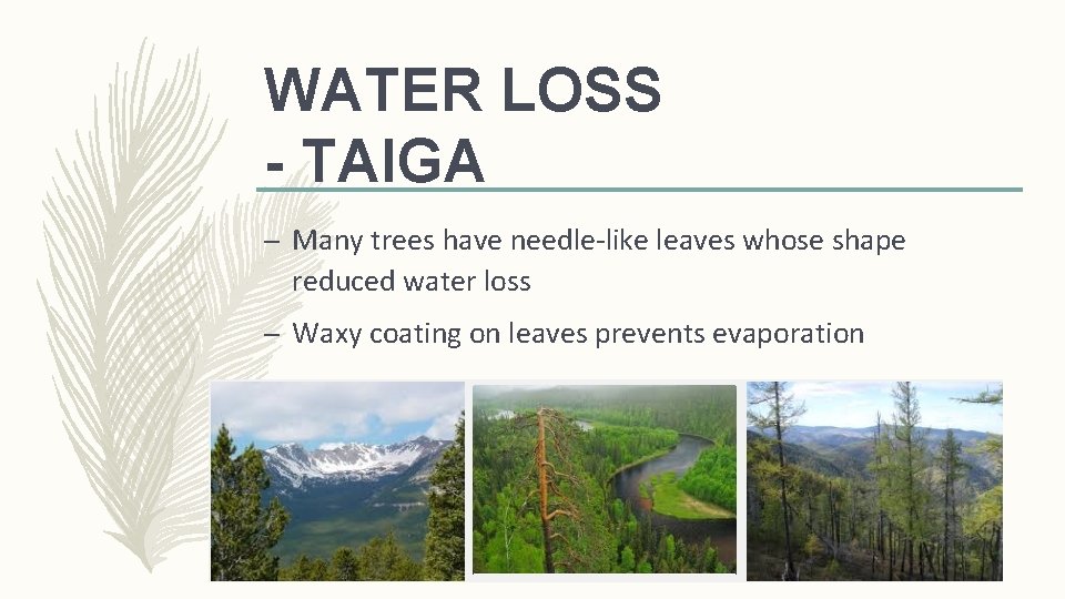 WATER LOSS - TAIGA – Many trees have needle-like leaves whose shape reduced water