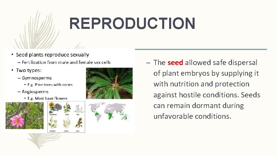REPRODUCTION – The seed allowed safe dispersal of plant embryos by supplying it with