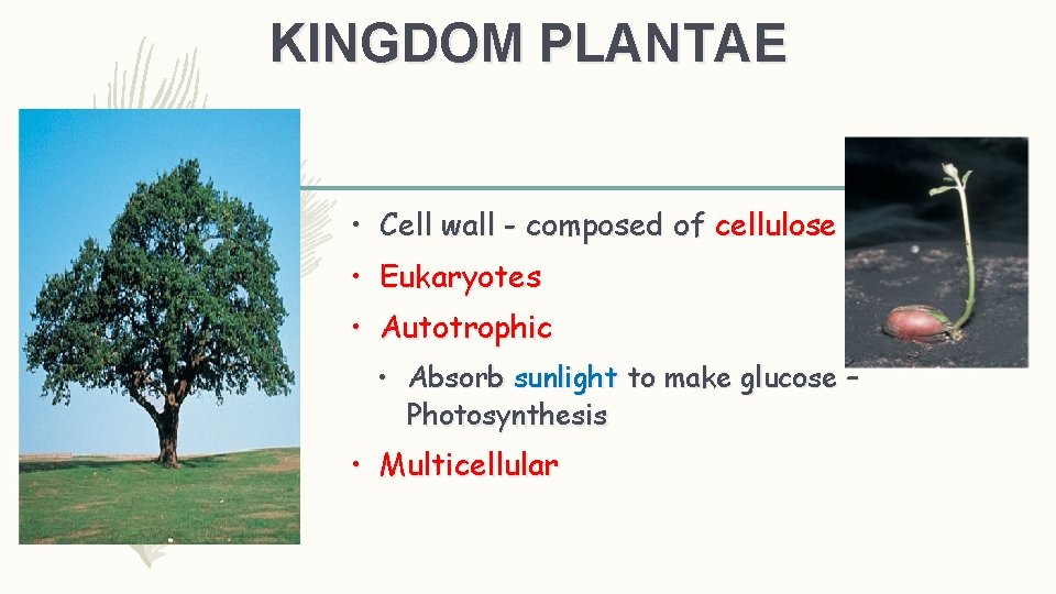 KINGDOM PLANTAE 3 • Cell wall - composed of cellulose • Eukaryotes • Autotrophic