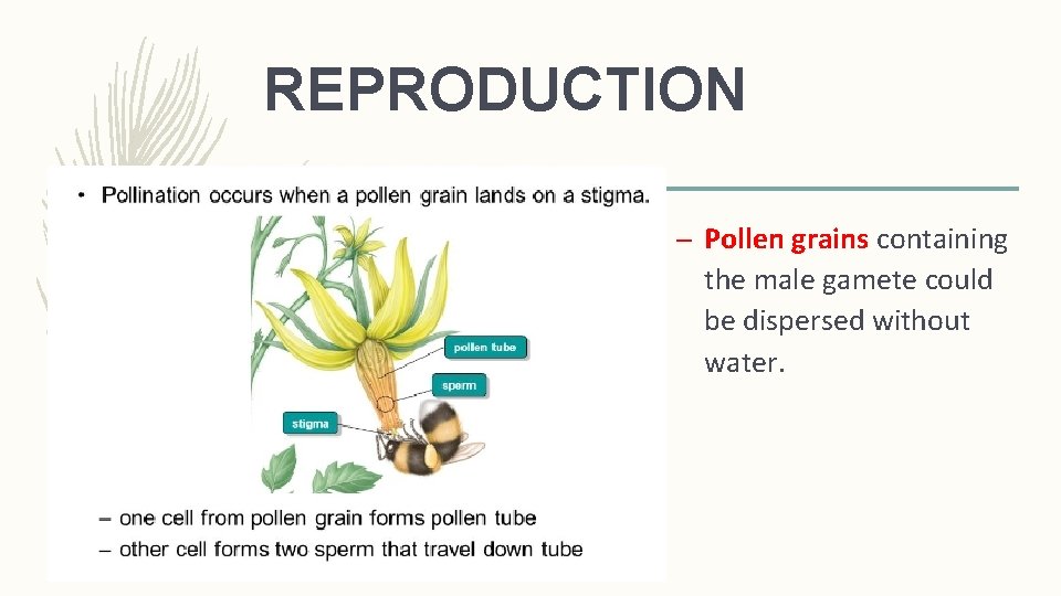 REPRODUCTION – Pollen grains containing the male gamete could be dispersed without water. 