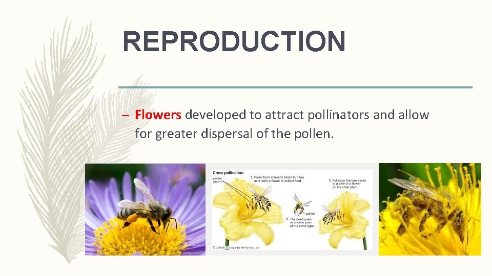 REPRODUCTION – Flowers developed to attract pollinators and allow for greater dispersal of the