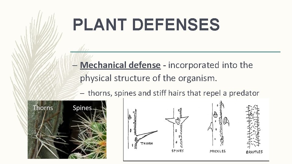 PLANT DEFENSES – Mechanical defense - incorporated into the physical structure of the organism.