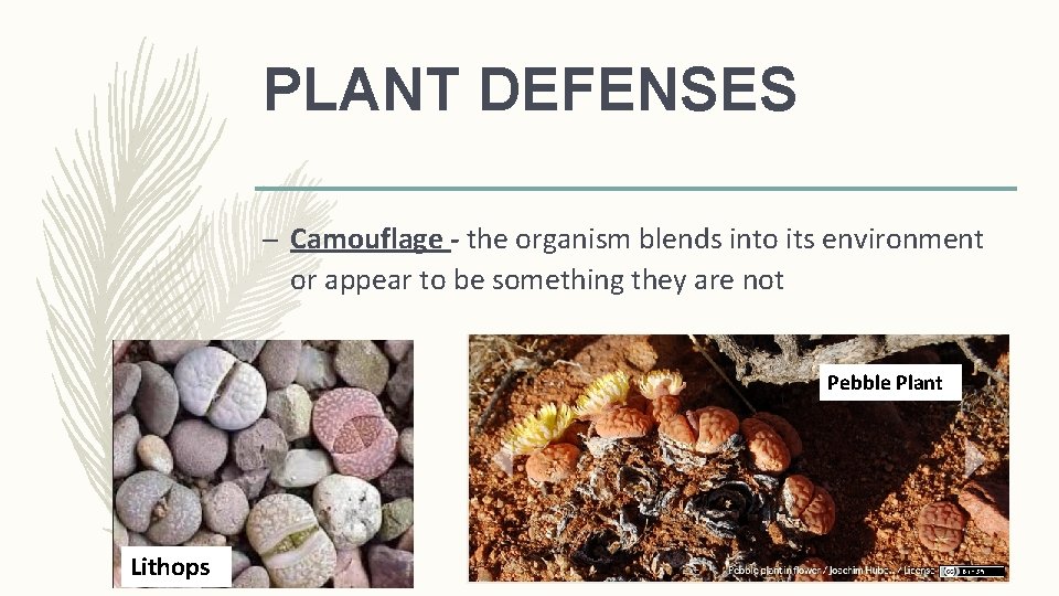 PLANT DEFENSES – Camouflage - the organism blends into its environment or appear to