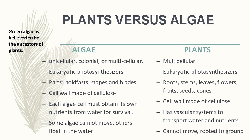 PLANTS VERSUS ALGAE Green algae is believed to be the ancestors of plants. ALGAE
