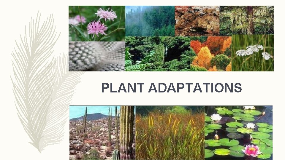 PLANT ADAPTATIONS 