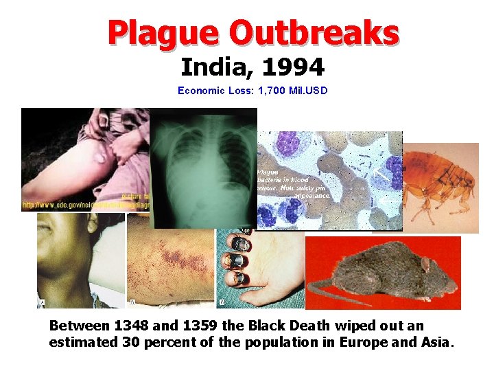 Plague Outbreaks India, 1994 Economic Loss: 1, 700 Mil. USD Between 1348 and 1359