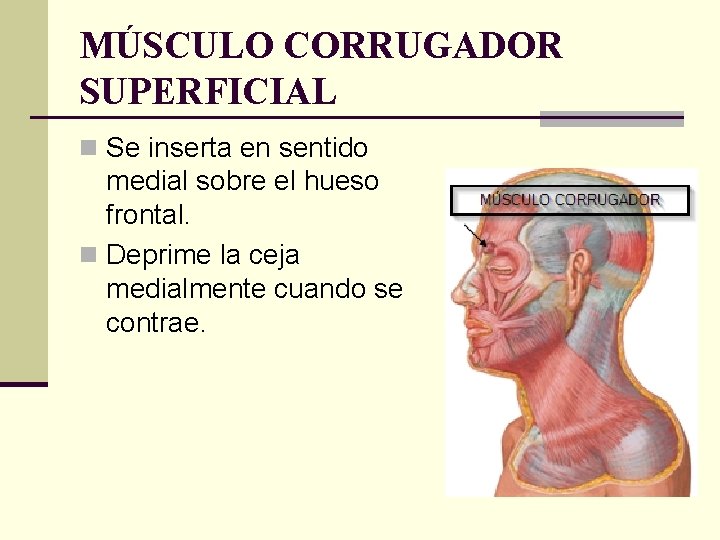 MÚSCULO CORRUGADOR SUPERFICIAL n Se inserta en sentido medial sobre el hueso frontal. n