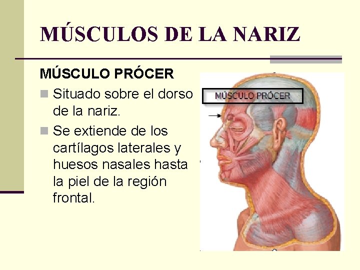 MÚSCULOS DE LA NARIZ MÚSCULO PRÓCER n Situado sobre el dorso de la nariz.