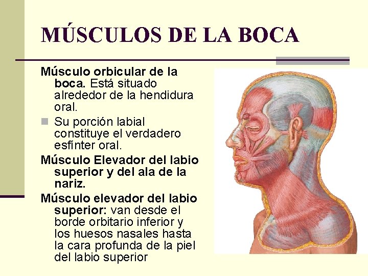 MÚSCULOS DE LA BOCA Músculo orbicular de la boca. Está situado alrededor de la