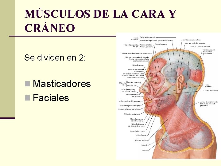 MÚSCULOS DE LA CARA Y CRÁNEO Se dividen en 2: n Masticadores n Faciales