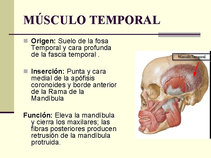 MÚSCULO TEMPORAL n Origen: Suelo de la fosa Temporal y cara profunda de la