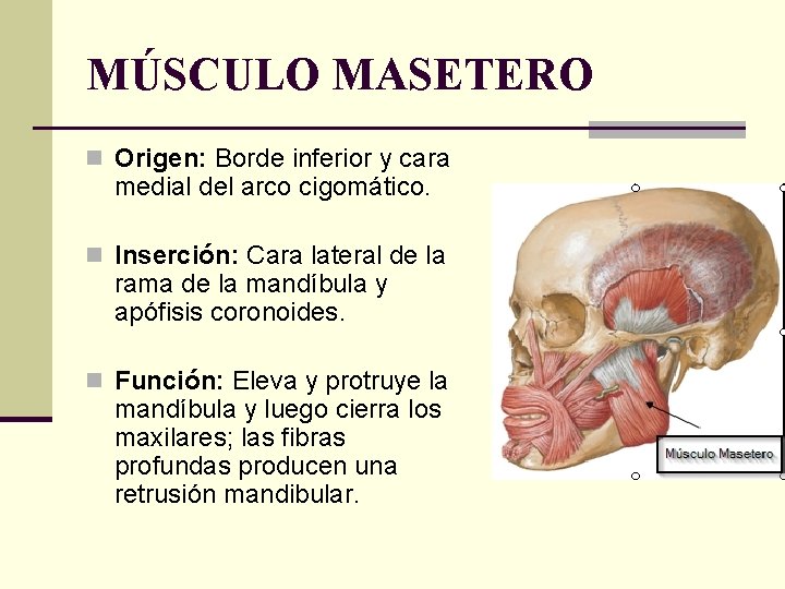 MÚSCULO MASETERO n Origen: Borde inferior y cara medial del arco cigomático. n Inserción: