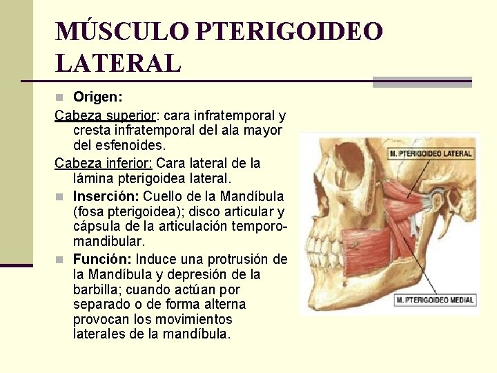 MÚSCULO PTERIGOIDEO LATERAL n Origen: Cabeza superior: cara infratemporal y cresta infratemporal del ala