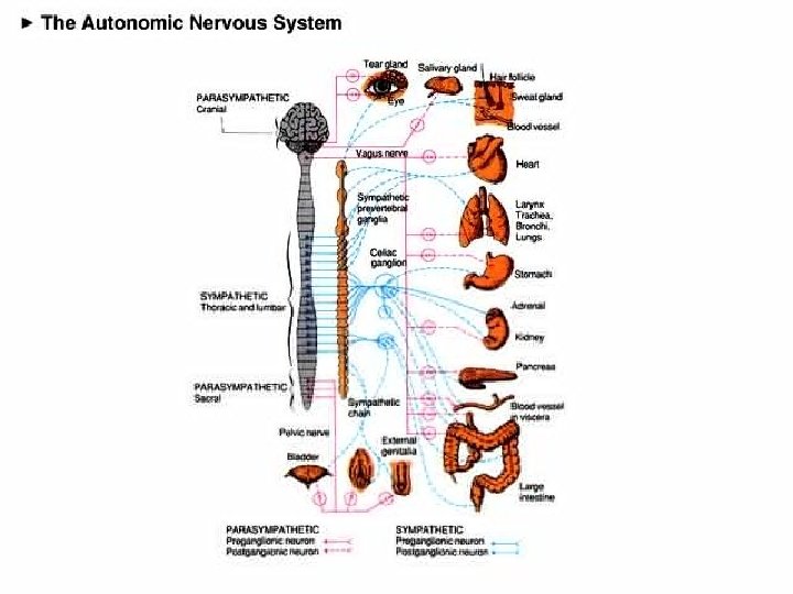 Human Anatomy, Larry M. Frolich, Ph. D. 