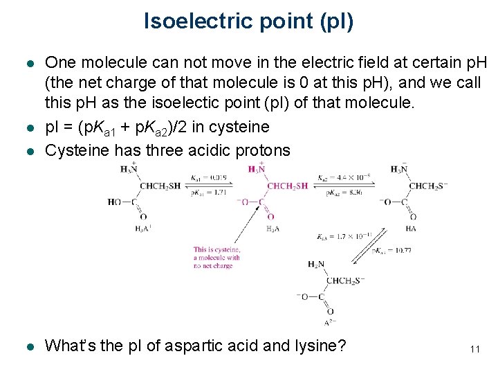 Isoelectric point (p. I) l One molecule can not move in the electric field