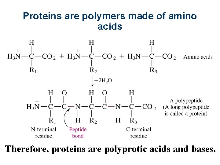 Proteins are polymers made of amino acids Therefore, proteins are polyprotic acids and bases.