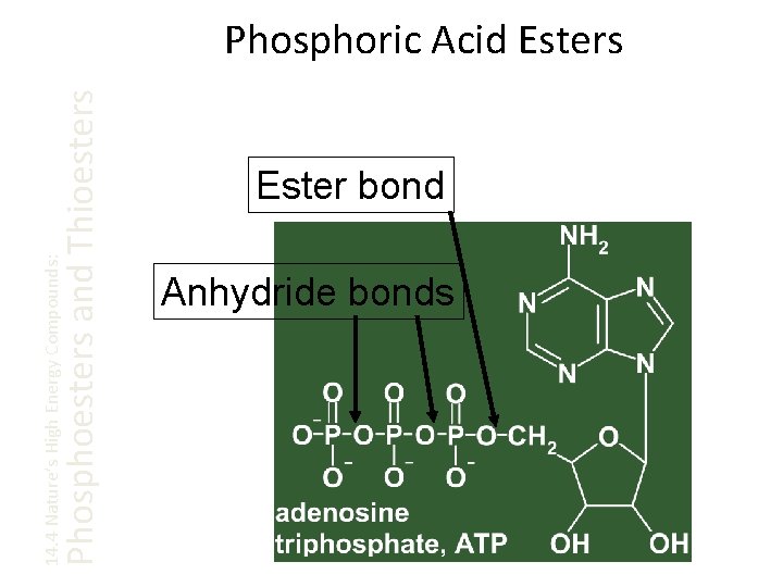 Phosphoesters and Thioesters 14. 4 Nature’s High Energy Compounds: Phosphoric Acid Esters Ester bond