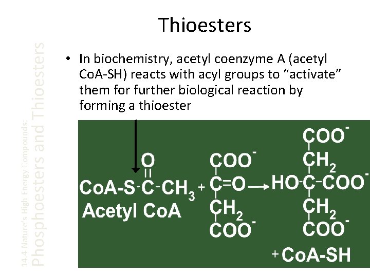14. 4 Nature’s High Energy Compounds: Phosphoesters and Thioesters • In biochemistry, acetyl coenzyme