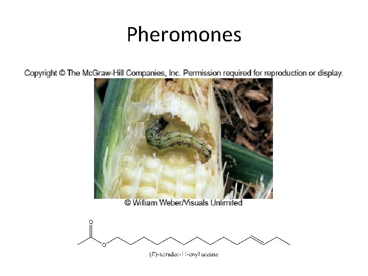 Pheromones 