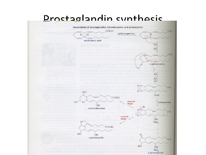 Prostaglandin synthesis 