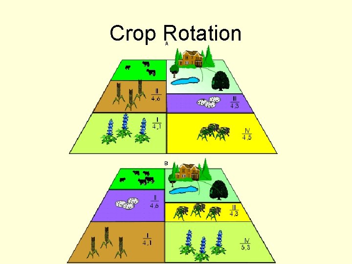 Crop Rotation 