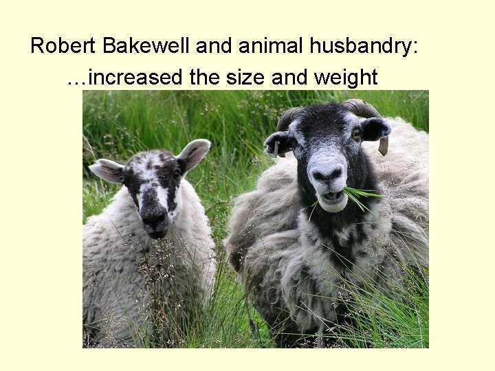 Robert Bakewell and animal husbandry: …increased the size and weight 