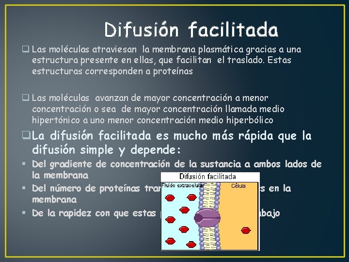 Difusión facilitada q Las moléculas atraviesan la membrana plasmática gracias a una estructura presente