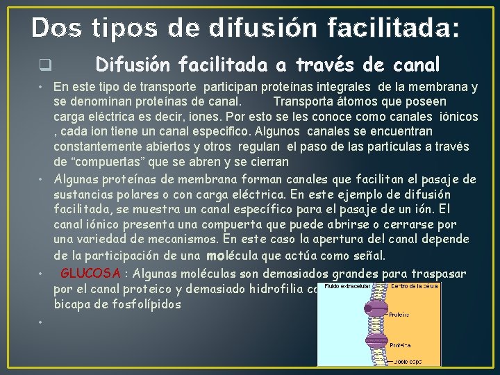 Dos tipos de difusión facilitada: q Difusión facilitada a través de canal • En