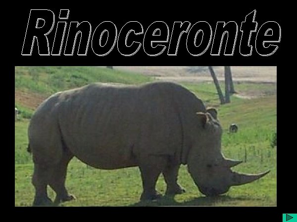 Rinoceronte 
