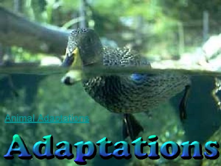 Animal Adaptations 