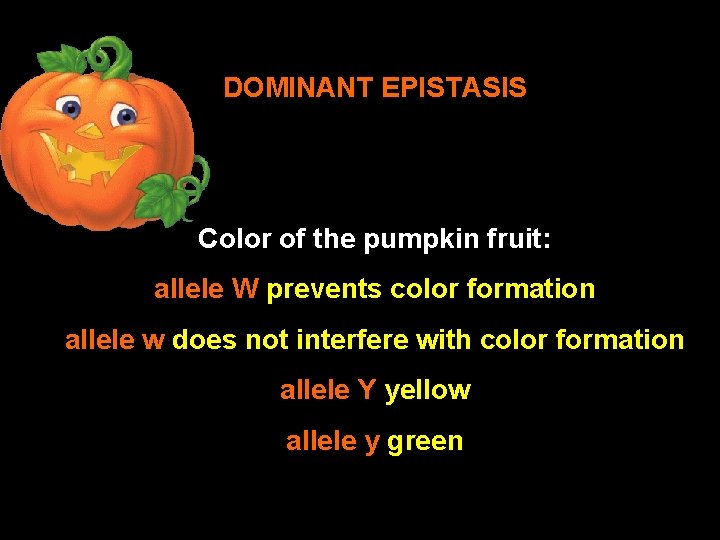 DOMINANT EPISTASIS Color of the pumpkin fruit: allele W prevents color formation allele w