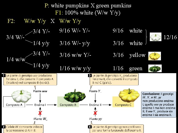 F 2: P: white pumpkins X green pumkins F 1: 100% white (W/w Y/y)