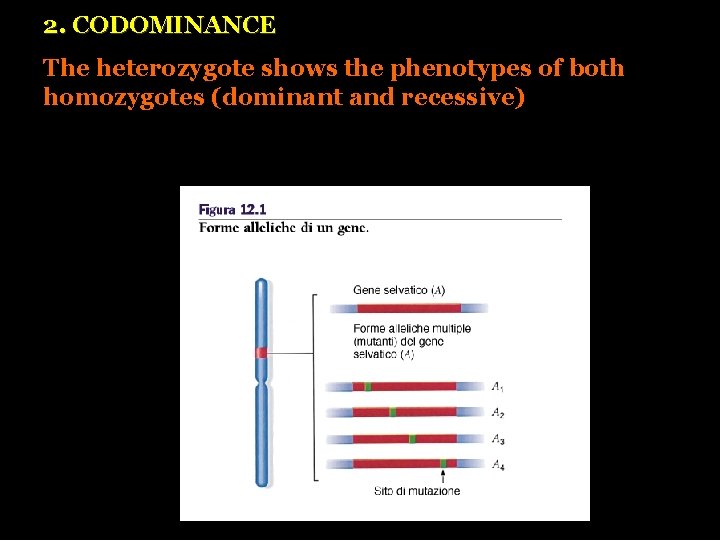 2. CODOMINANCE The heterozygote shows the phenotypes of both homozygotes (dominant and recessive) 