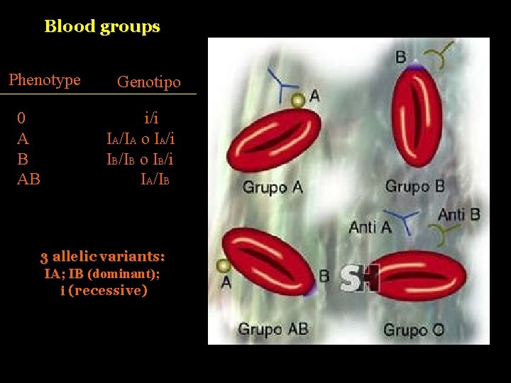 Blood groups Phenotype 0 A B AB Genotipo i/i IA/IA o IA/i IB/IB o