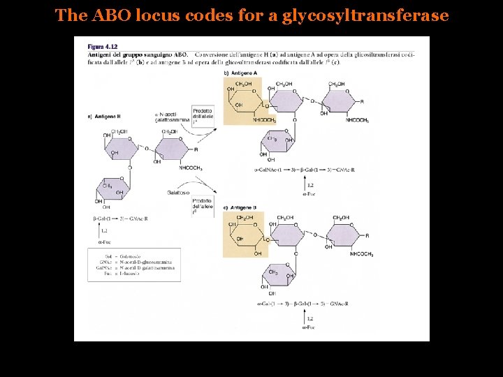The ABO locus codes for a glycosyltransferase 