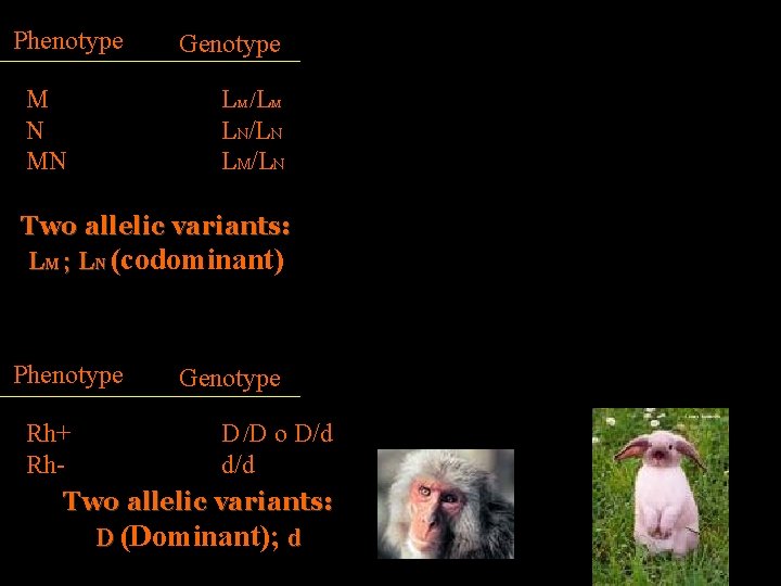 Phenotype M N MN Genotype LM /LM LN/LN LM/LN Two allelic variants: LM ;