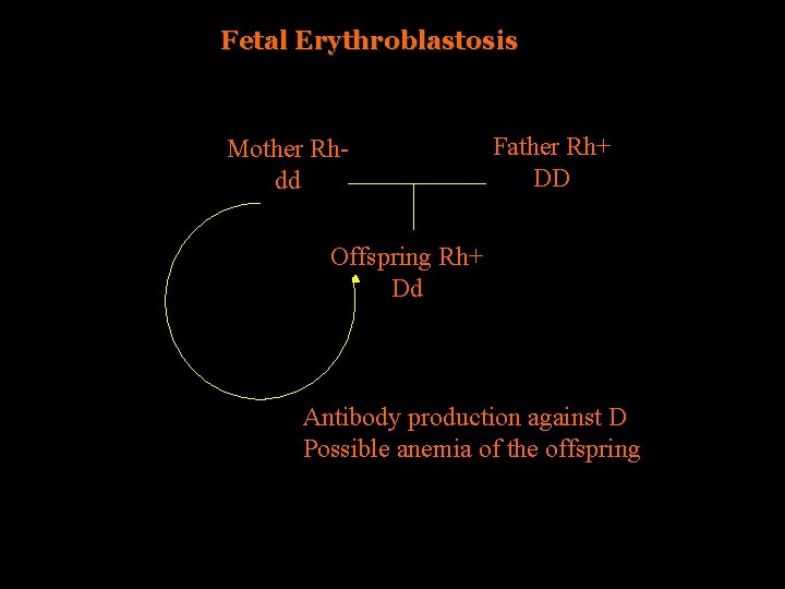 Fetal Erythroblastosis Mother Rhdd Father Rh+ DD Offspring Rh+ Dd Antibody production against D