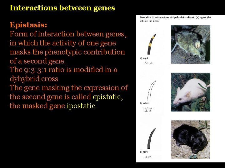 Interactions between genes Epistasis: Form of interaction between genes, in which the activity of