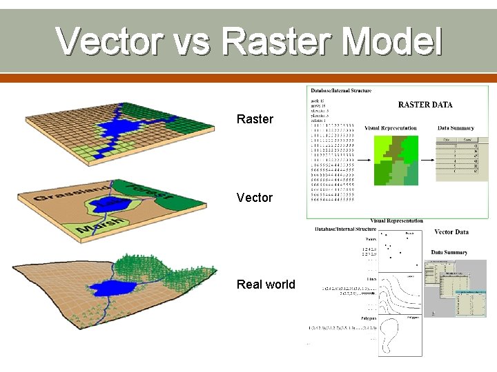 Vector vs Raster Model Raster Vector Real world 