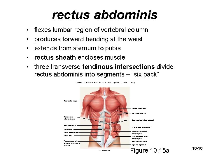 rectus abdominis • • • flexes lumbar region of vertebral column produces forward bending