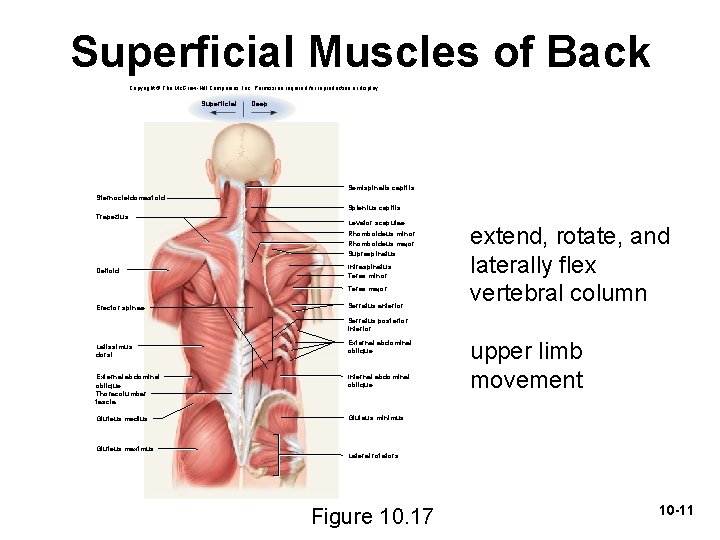 Superficial Muscles of Back Copyright © The Mc. Graw-Hill Companies, Inc. Permission required for