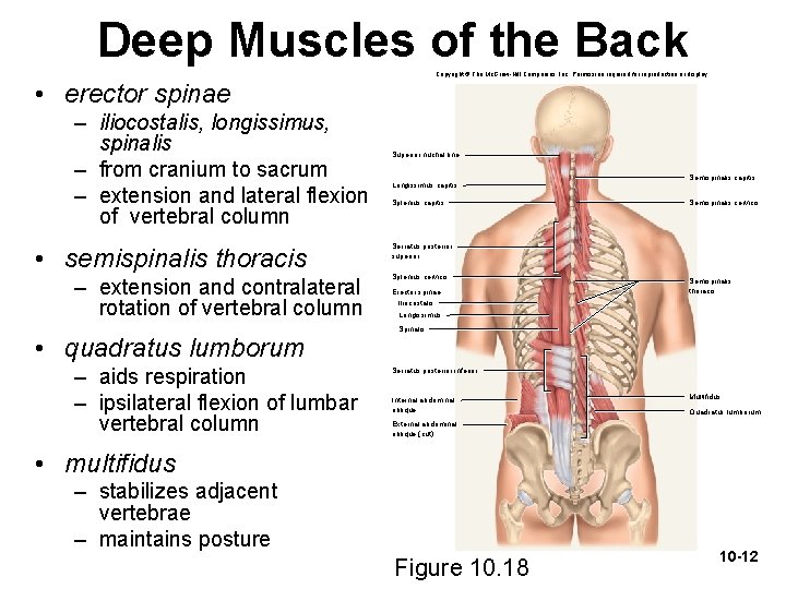 Deep Muscles of the Back Copyright © The Mc. Graw-Hill Companies, Inc. Permission required