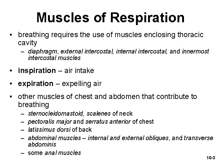 Muscles of Respiration • breathing requires the use of muscles enclosing thoracic cavity –