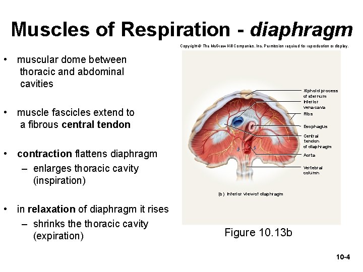 Muscles of Respiration - diaphragm Copyright © The Mc. Graw-Hill Companies, Inc. Permission required