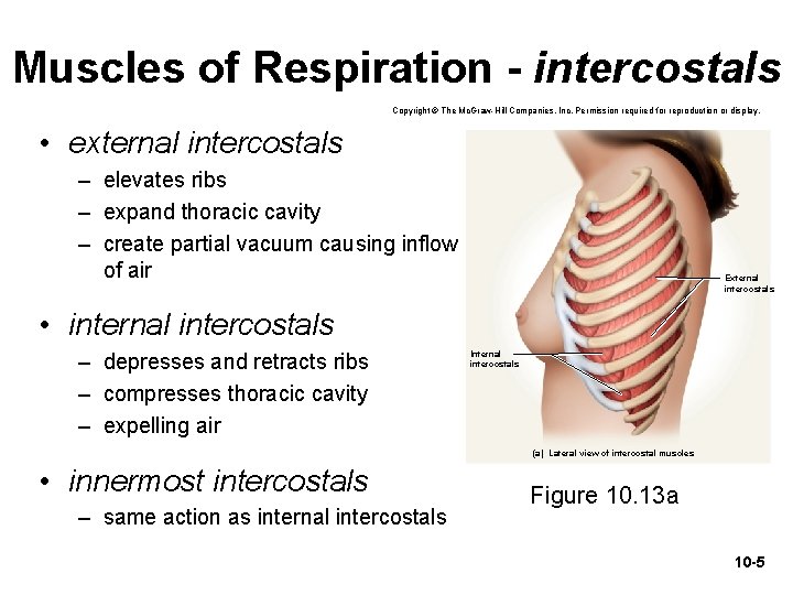 Muscles of Respiration - intercostals Copyright © The Mc. Graw-Hill Companies, Inc. Permission required