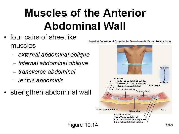 Muscles of the Anterior Abdominal Wall • four pairs of sheetlike muscles – –