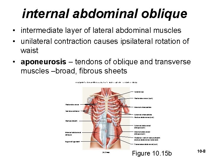 internal abdominal oblique • intermediate layer of lateral abdominal muscles • unilateral contraction causes