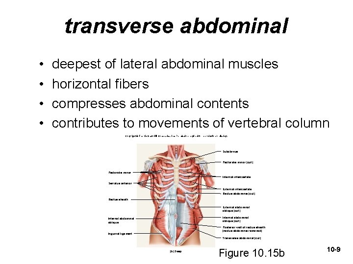 transverse abdominal • • deepest of lateral abdominal muscles horizontal fibers compresses abdominal contents