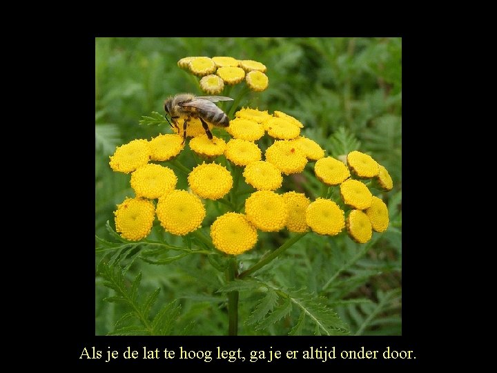 Als je de lat te hoog legt, ga je er altijd onder door. 