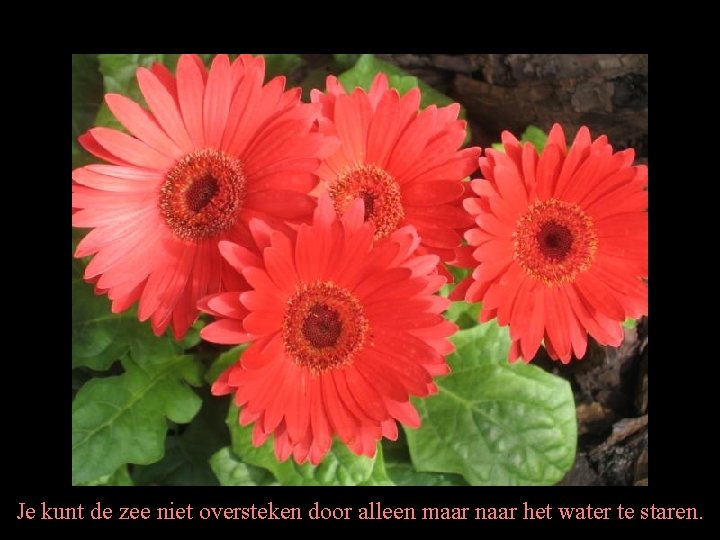 Je kunt de zee niet oversteken door alleen maar naar het water te staren.